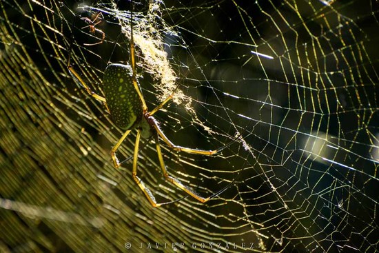 Araña de seda de oro