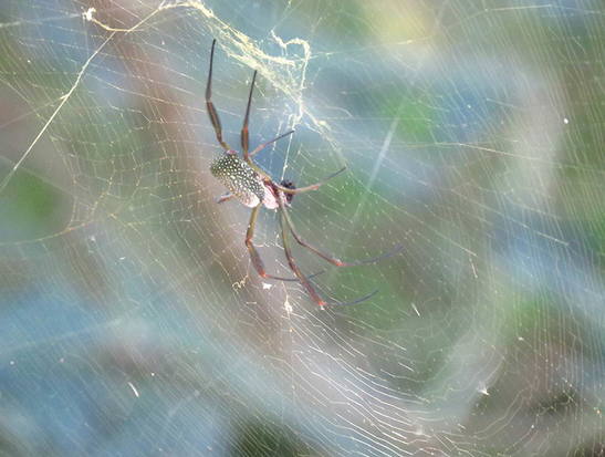 Araña de seda de oro