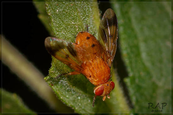 Mosca taquínida
