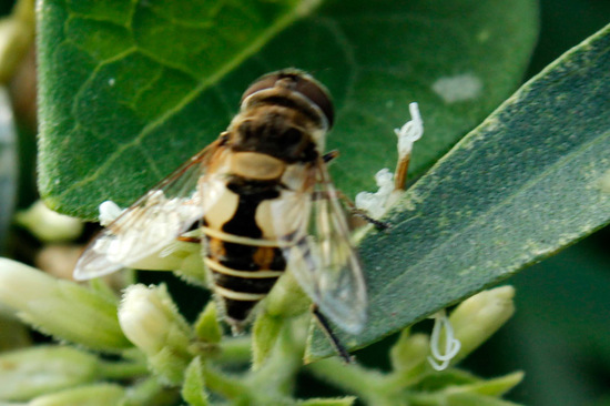 Mosca de las flores