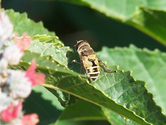 Mosca de las flores