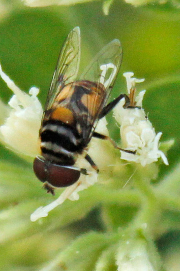 Mosca de las flores