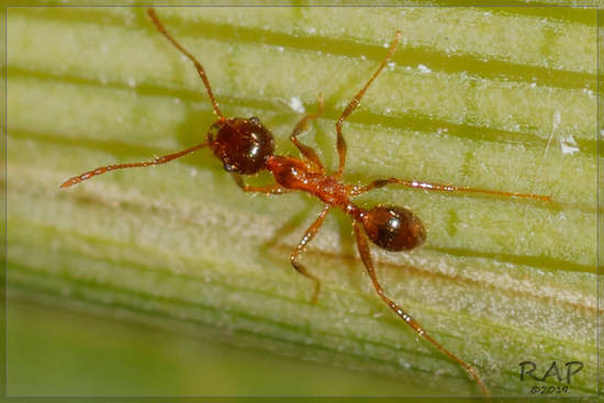 Hormiga