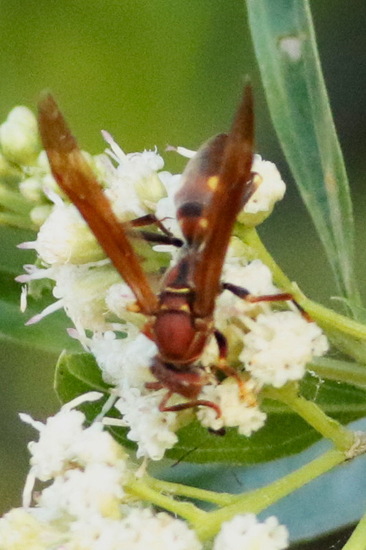 Avispa papelera