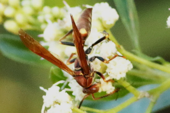 Avispa papelera