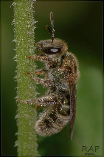 Abeja del sudor