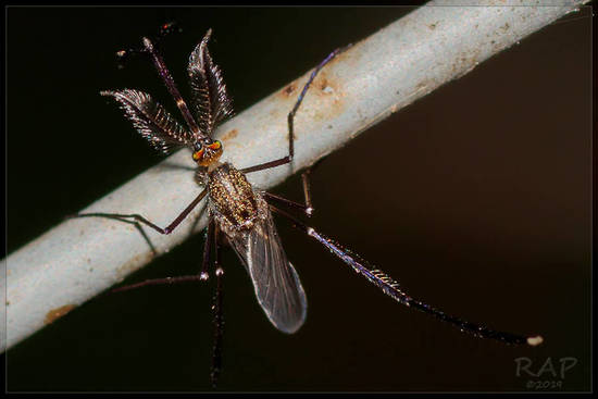 Mosquito gigante