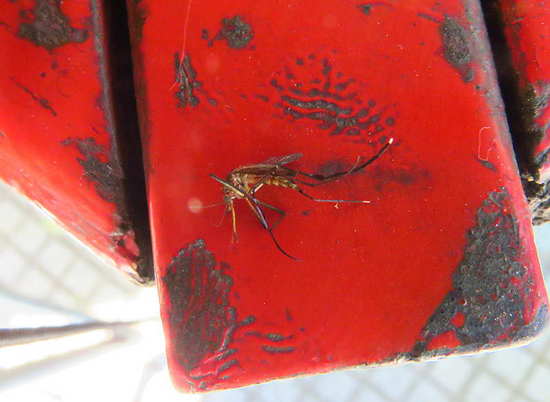 Mosquito gigante