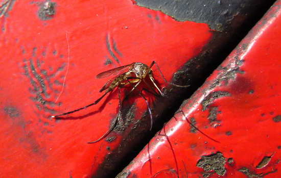 Mosquito gigante