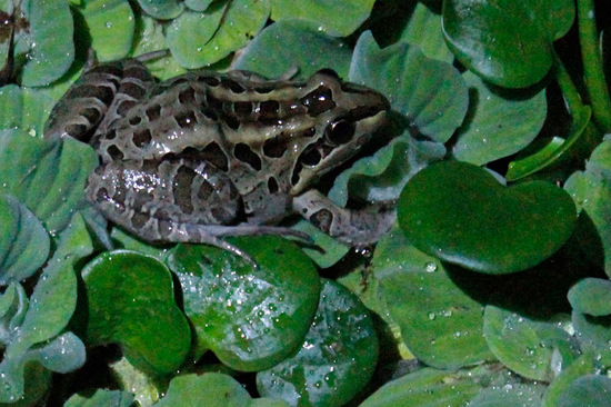 Rana criolla
