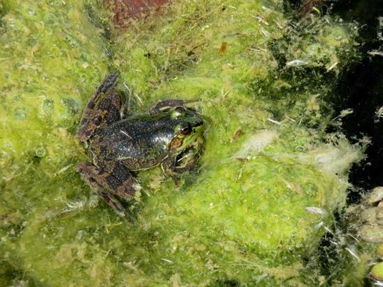 Lesser swimming frog