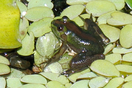 Lesser swimming frog