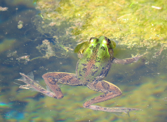 Lesser swimming frog
