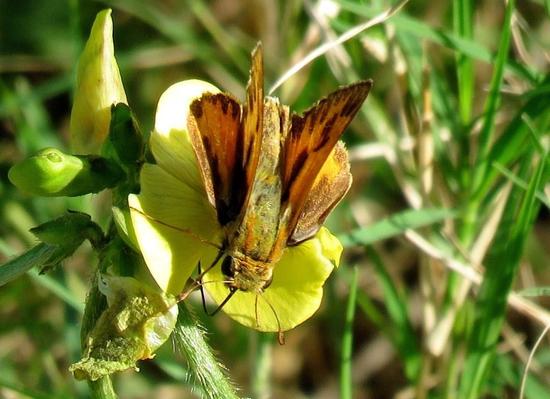 Fiery skipper