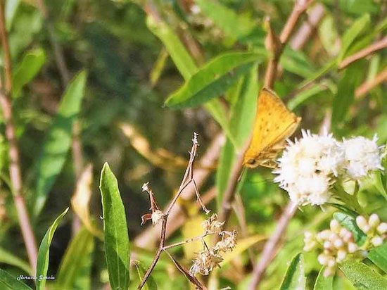 Fiery skipper