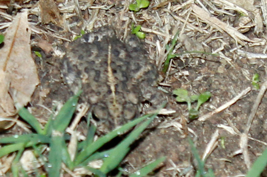 Sapito cavador