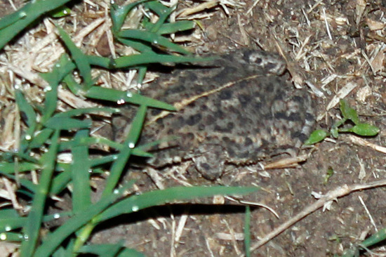 Sapito cavador