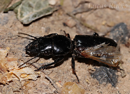 Escarabajo de tierra