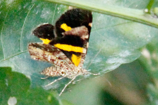 Polilla geómetra