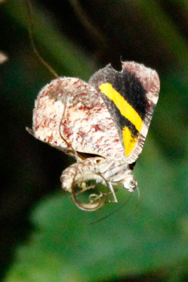 Polilla geómetra