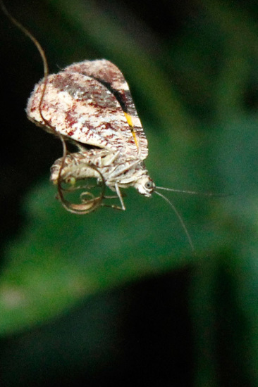 Geometrid moth