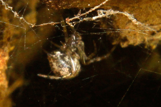 Cobweb spider