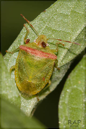 Chinche verde