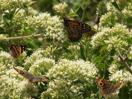 Southern buckeye