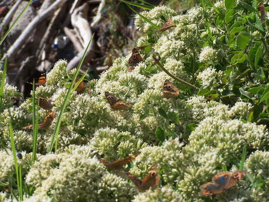 Southern buckeye