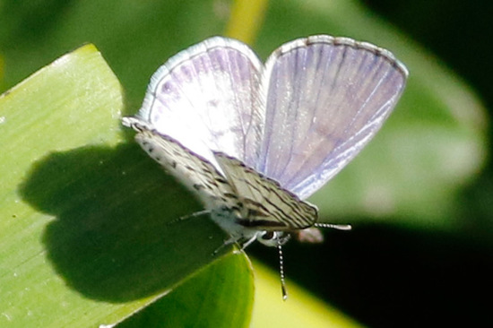 Cassius blue