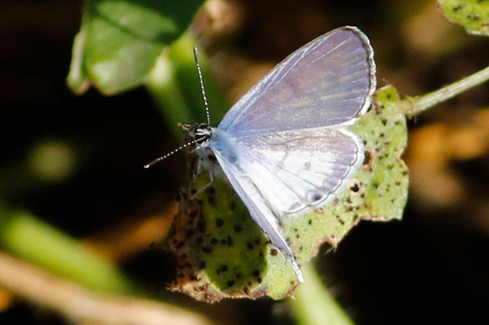 Yuyera