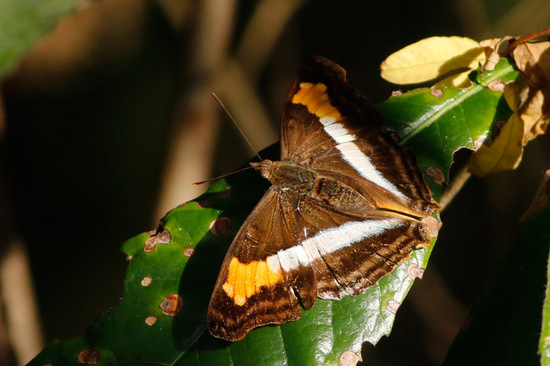 Laurentia Emperor
