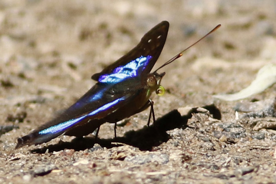 Laurentia Emperor