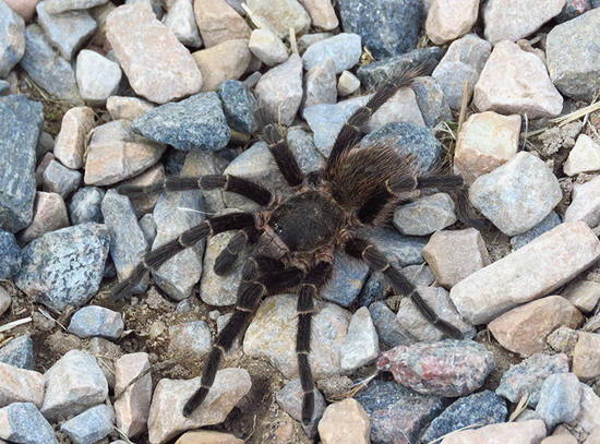 Araña pollito misionera