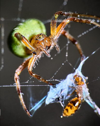 Araña del limonero