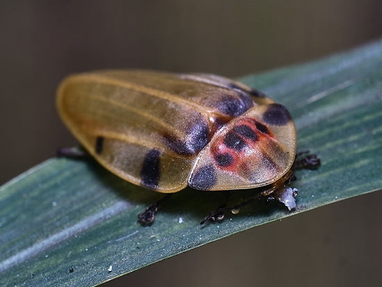 Bichito de luz