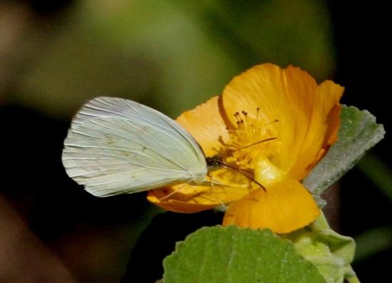 Blanquita