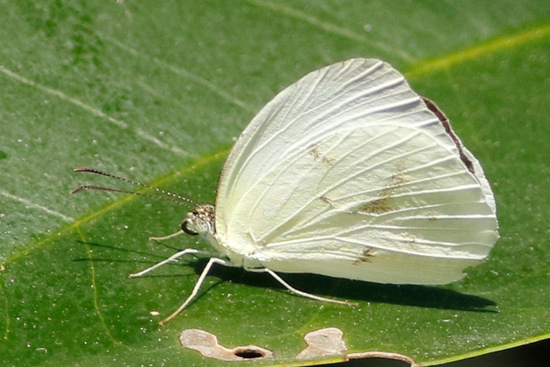 Ghost yellow