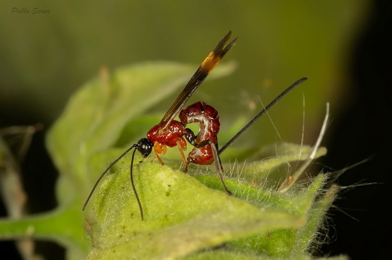 Avispa parásita