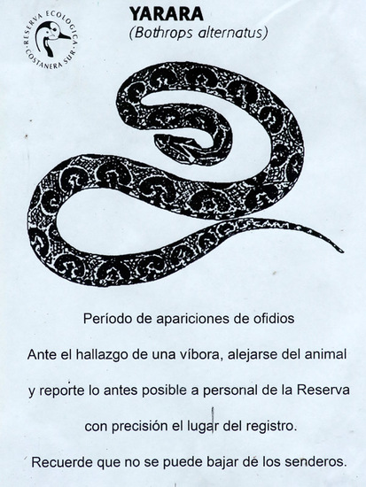 Yarará grande
