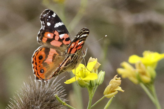 Dama pintada 