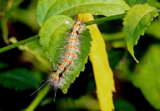 Tiger moth