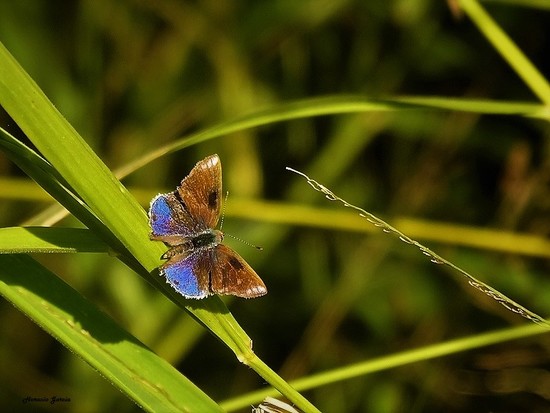 Frotadora enana