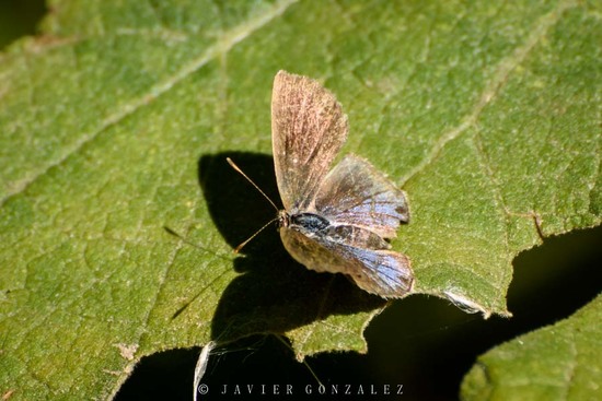 Frotadora enana