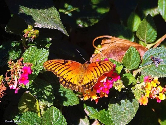 Mexican silverspot