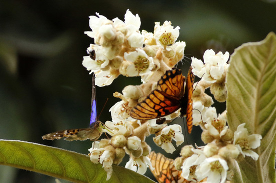 Mexican silverspot
