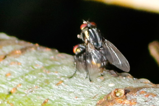 Mosca de la carne