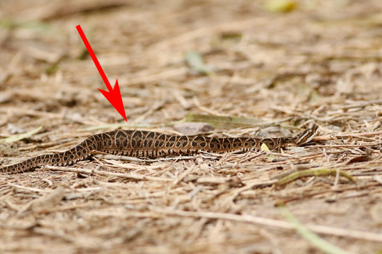 Urutu pit viper