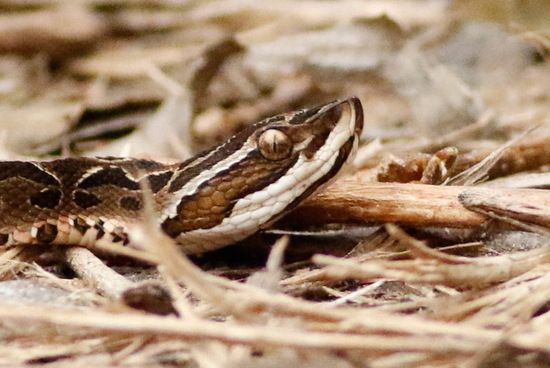 Urutu pit viper