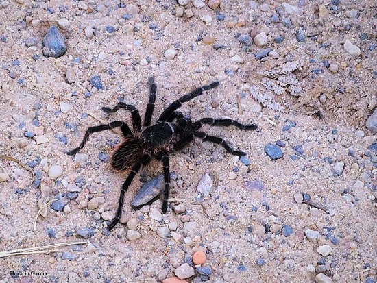 Araña pollito misionera